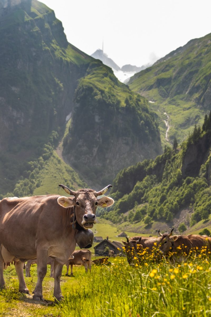 cow, nature, cattle, meadow, mountains, flower background, panorama, switzerland, alpstein, summer, hiking, adventure, belt, flower wallpaper, beautiful flowers, landscape, outdoors, flower, yellow, rocky, furry, sledge, misty