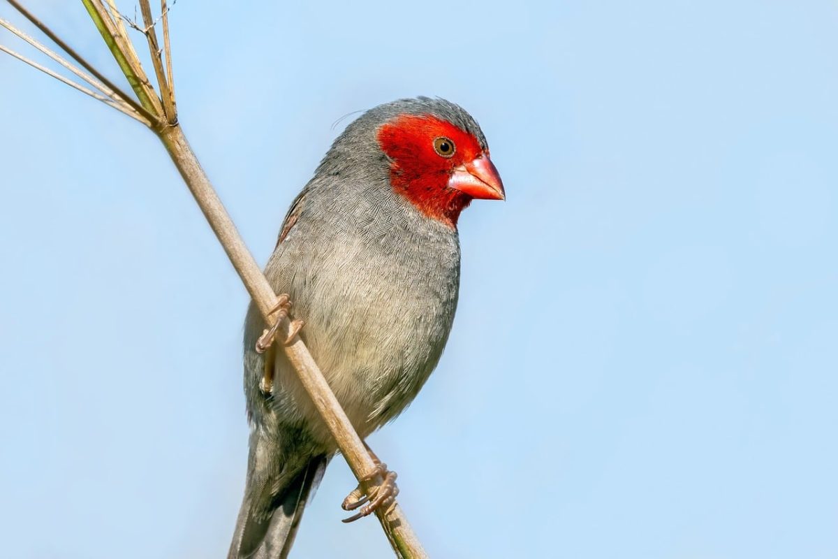 finch, windows wallpaper, bird, nature, wildlife, ornithology, birdwatching, free wallpaper, full hd wallpaper, laptop wallpaper, perched, mac wallpaper, red, wallpaper hd, blue sky, hd wallpaper, twig, cool backgrounds, habitat, free background, 4k wallpaper 1920x1080, red face, bird photography, bird capturing, fauna, 4k wallpaper, red cap, beautiful wallpaper, desktop backgrounds, red beak, wallpaper 4k, natural, background