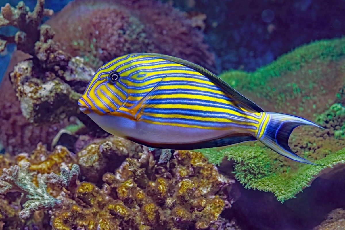 bluelined surgeonfish, coral reef, exotic fish, diving, colorful, tropical, aquarium, cairns, australia, yellow, blue, nature, sea, ocean, aquatic life, animal, natural habitat, tropical reef fish, ecosystem, saltwater, marine fauna