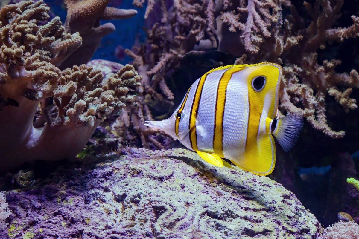butterfly fish, aquarium, underwater, colorful, tropical, coral reef, marine, copperband, yellow, stripes, fish, water, nature, zoo, sea, habitat, scales, ecosystem, fishing, photography