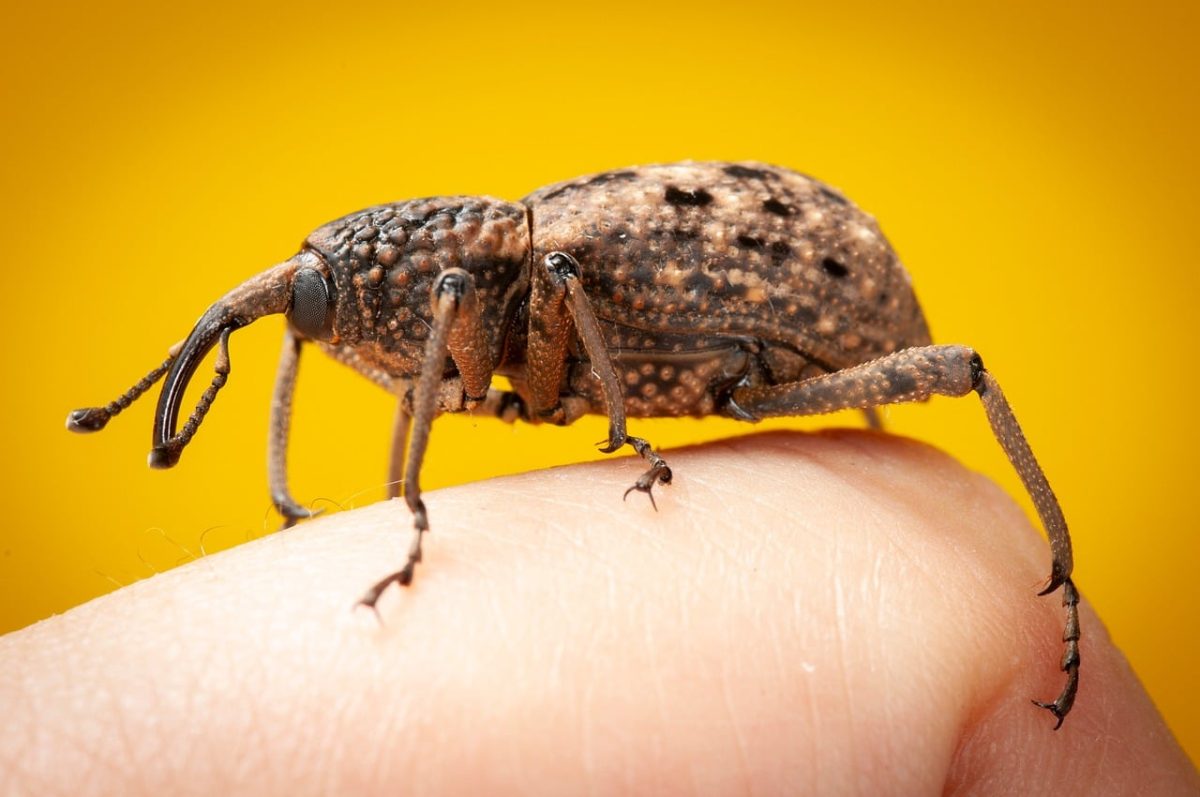 weevil, insects, macro photography, yellow background, insect on finger, details, sipalinus gigas, nature, natural world, close-up, beetle, wildlife, black and white, cold, detailed shot, animal, willow zoe, bugs, bark