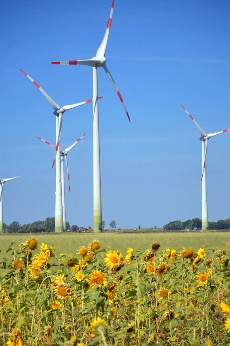 wind turbines, sunflowers, blue sky, renewable energy, climate protection, sustainability, ecology, environmental protection, wind energy, sunflower field, renewable energy plant, electricity, turbine, energy production, environmental technology, green energy, green technology, schleswig-holstein, landscape