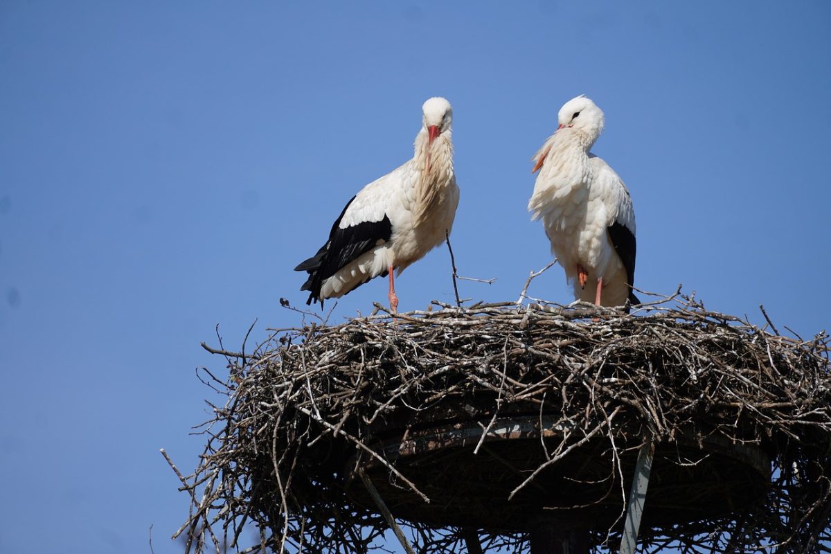stork, nest, nature, birds, pair, sitting, spring, blue sky, wild, beak, twig nest, central europe, conservation, nature reserve, europe, nesting site, bird species, habitat