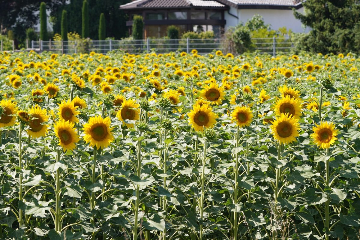 sunflowers, flowers, nature, field, summer, agriculture, rural, garden, sunny, flora, sunset, ecology, view, countryside house, primarily, contrast, bright, season, area, holiday