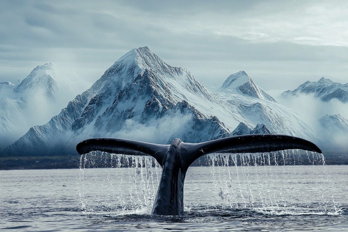 whale, tail, mountain, sea, glacier, ocean, vacation, wilderness, landscape, winter, icy, nature, trekking, scenic, melancholy, freedom, black, blue, cold, sunset