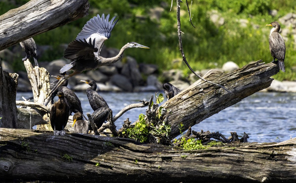 heron, cormorant, ornithology, avian, bird group, river, landscape, log, natural habitat, birdwatching, heron in flight, green leaves, backdrop, wildlife, animal behavior, natural environment, zoom, focus