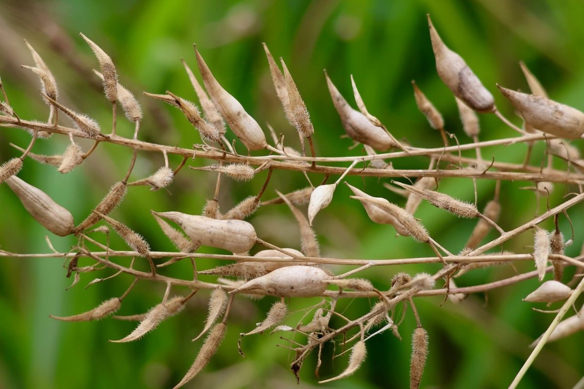 seeds, dry, nature, mature, branch, natural, gardening, seed pods, plants, garden, parcha, purpose, botany, flora, ecology, biology, texture, details