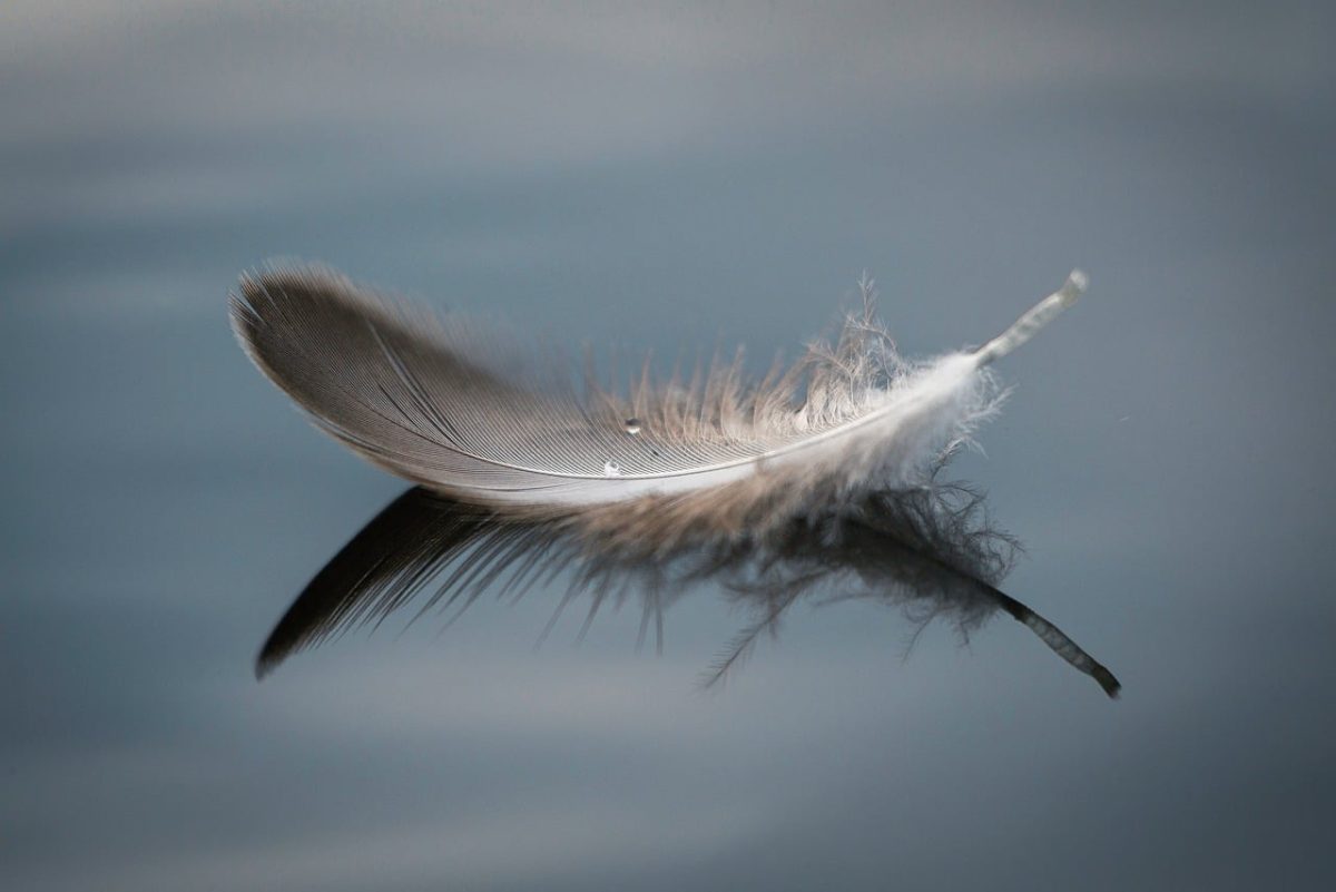 feather, nature, reflection, lightness, close-up, water, floating, calm, soft, beauty, peaceful, minimalistic, texture, aesthetics, well-being, feeling, surface, minimalism, symmetry, pleasant