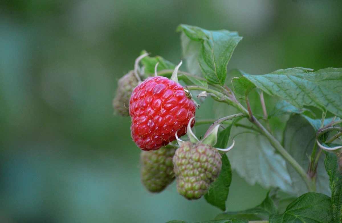 raspberries, red, garden, fruit, healthy, leaves, fresh, nature, bush, ripe, sweet, berry, vitamin, delicious, berry bush, healthy food, nutrition, antioxidants, flower