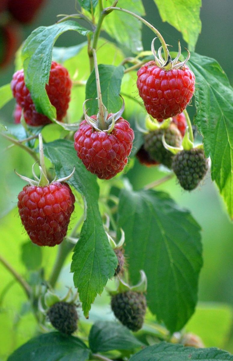 raspberries, green leaves, garden plant, nature, fruit, red, sweet, healthy, fresh, vitamin, shrub, berries, summer, cultivation, ripening, colorful, organic, botany