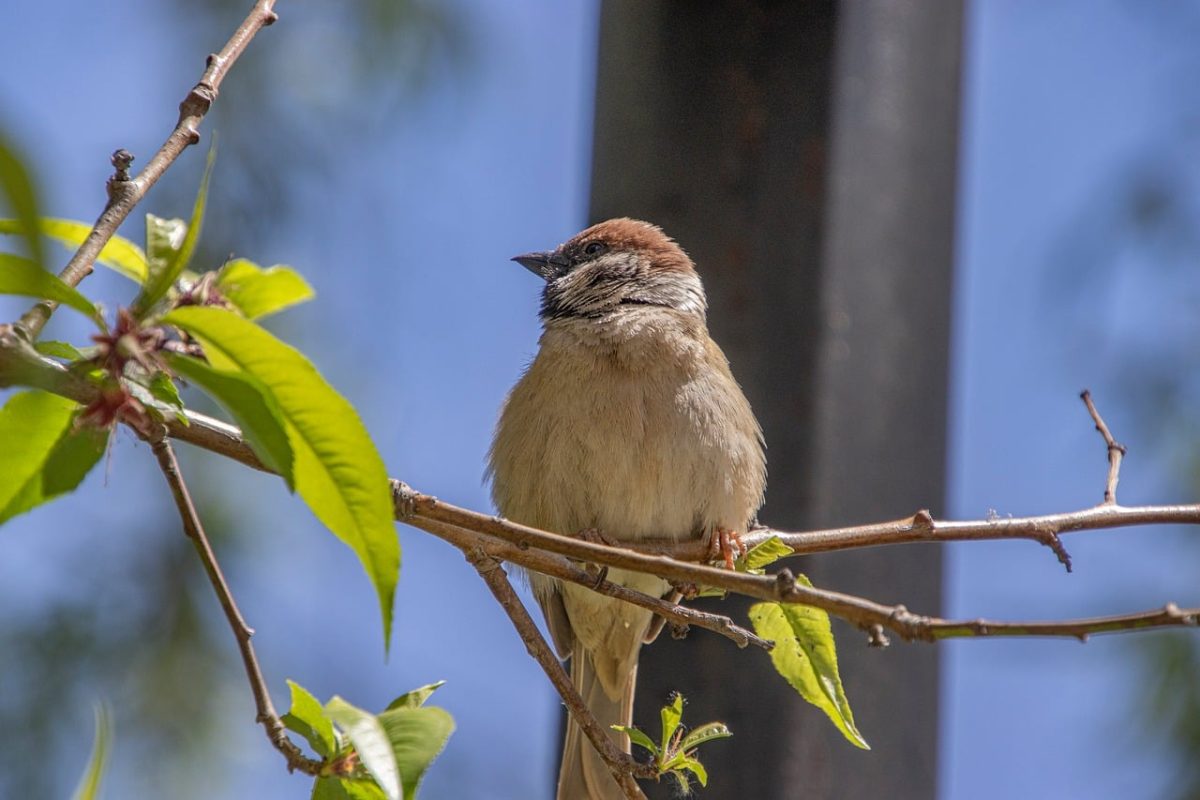 sparrow, nature, bird, wildlife, ornithology, beak, plumage, feathers, perched, branch, color, natural, tree, sunny, sharp teeth, perspective, outdoors, friendliness, enchantment