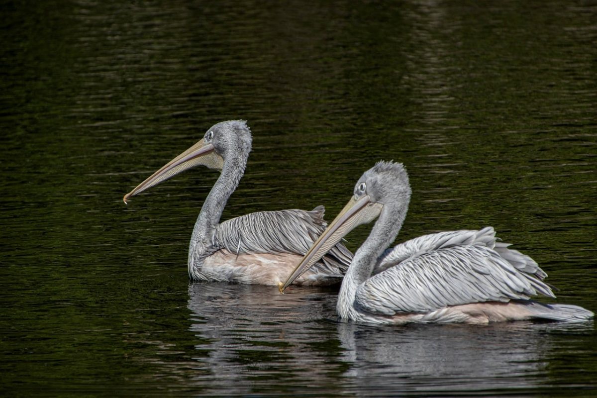 pelican, birds, waterbirds, feathers, plumage, ornithology, avian, reflection, floating, nature, calm, water, natural environment, wildlife, calm water, lake, feeding, pairing, silhouette