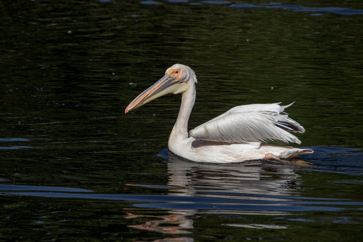 pelican, bird, animal, water, beak, feathers, wings, waterbird, ornithology, waterfowl, reflection, fauna, swimming, wildlife, wing, dam, nature, plumage, beautiful scenery, natural environment