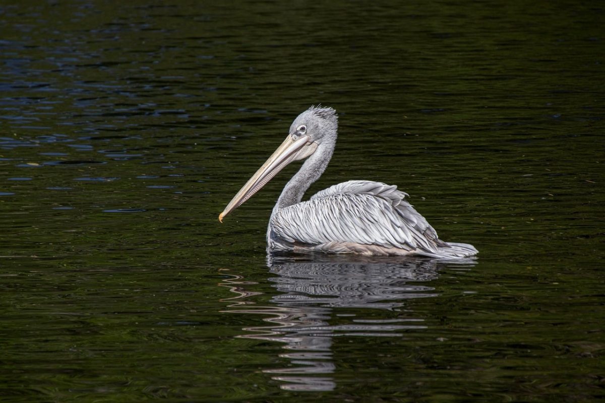 pelican, bird, animal, water, beak, plumage, feathers, wings, waterfowl, animal behavior, pond, natural habitat, water surface, wild, wildlife, ornithology, floating bird, nature, tranquility, natural landscape