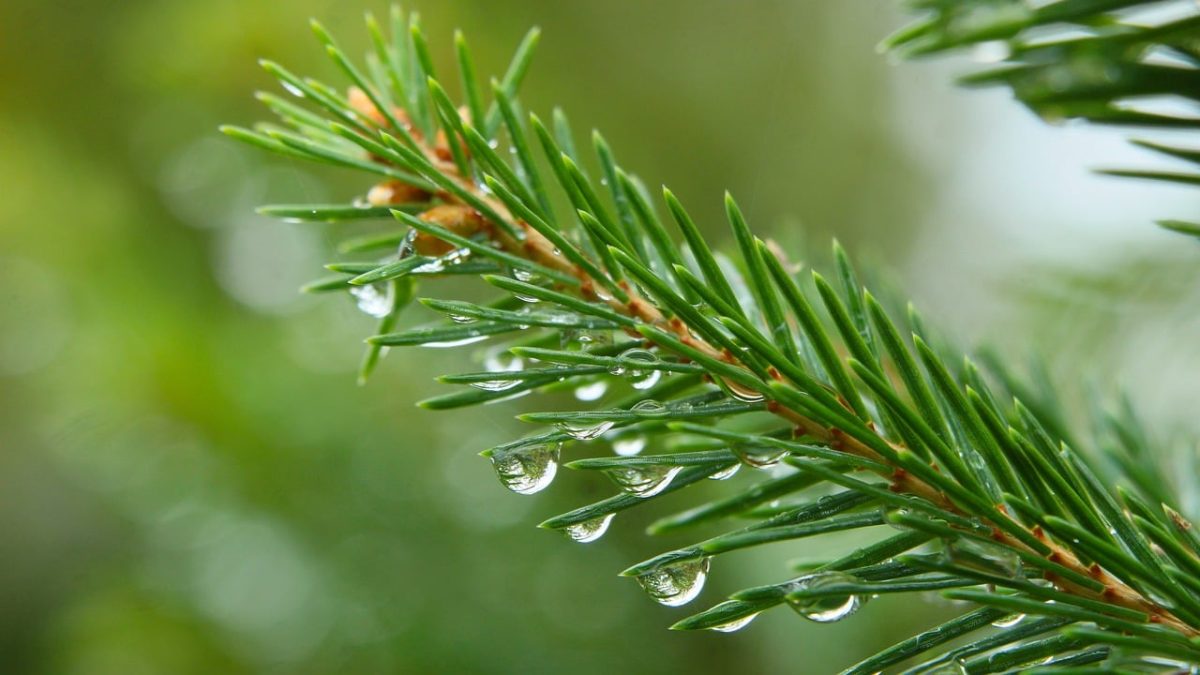 spruce, water droplets, nature, green, macro, branch, needle, capillary, rainy environment, refreshment, fir, sheen, surface tension, nature details, outdoor, fresh, natural detail, silence