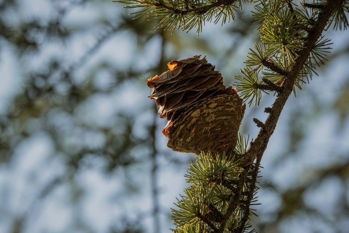 nature, tree, pinecone, needles, forest, coniferous, branches, clouds, natural, landscape, ecosystem, flying, nest, pine, seed dispersal, natural textures, close-up, outdoor, wildlife, zoology