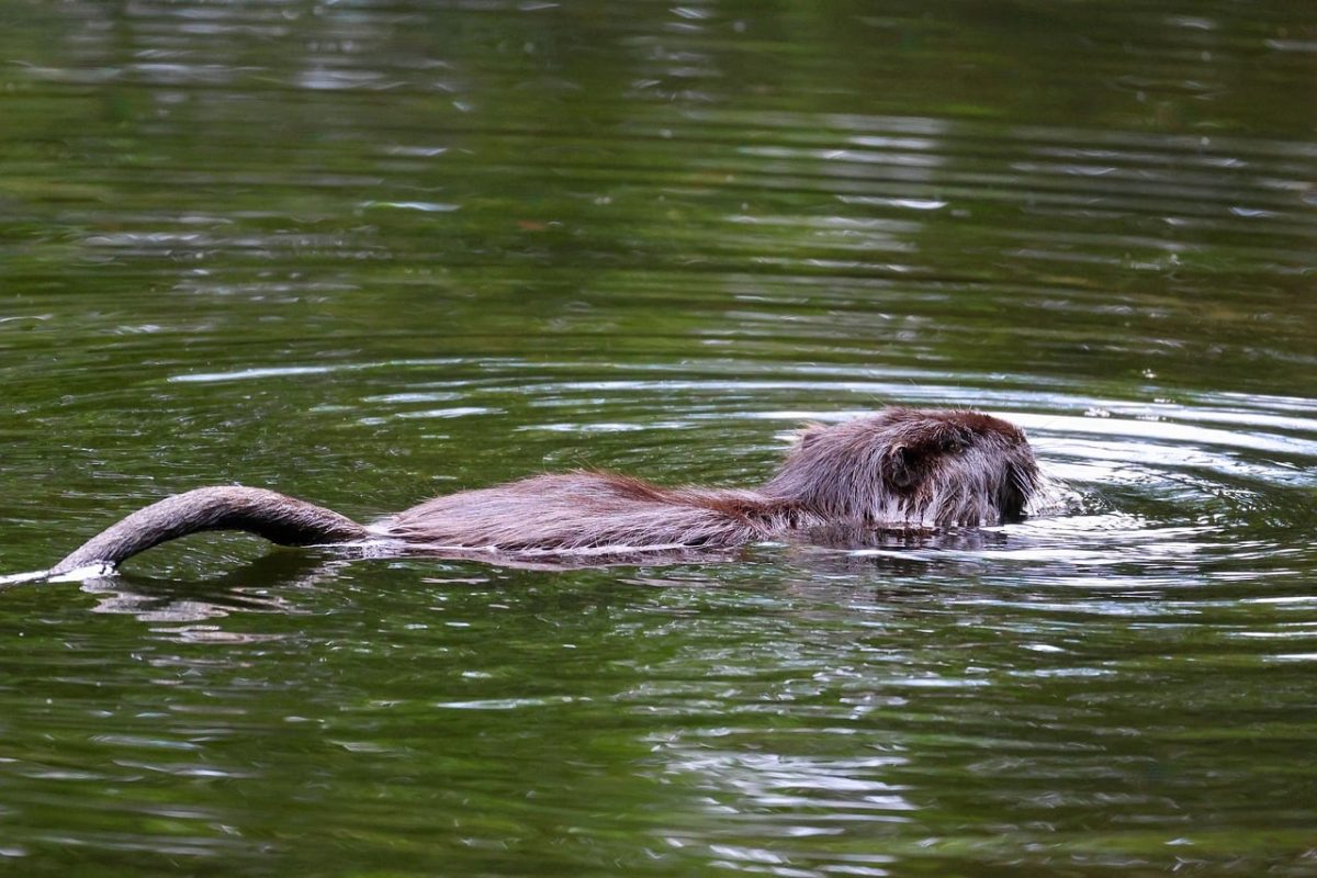 nutria, water, fur, swimming, animal, river, wilderness, beaver, pond, coat, rodent, tail, nature, animal behavior, wet, eyes, calm, winter, movement