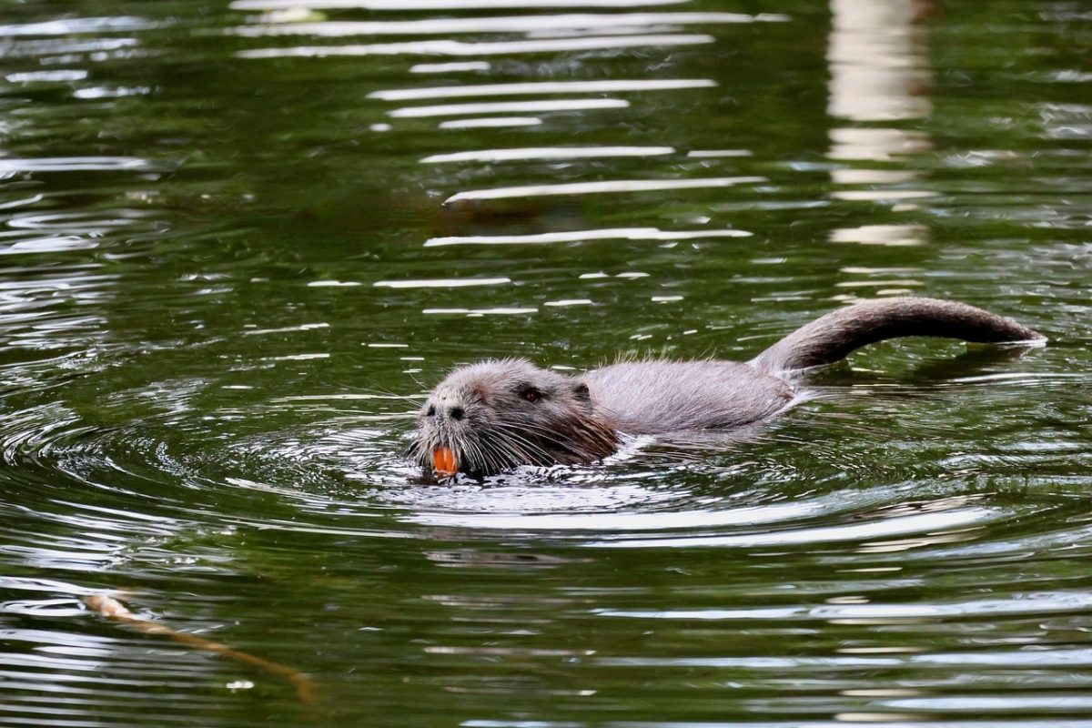 nutria, water rodent, male, swimming, black fur, calm water, camouflage, wildlife, mammal, log, green, nature, surface, solitary, wild, gnawing, feeding, waves, root, mature
