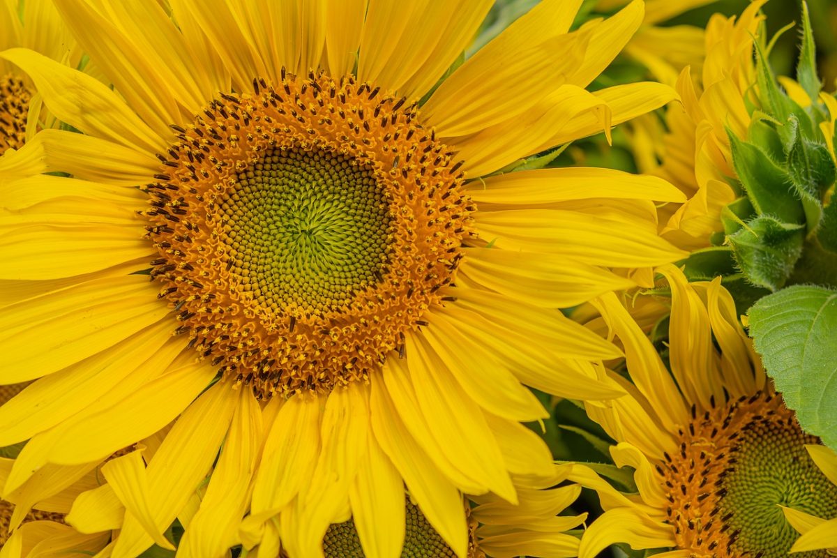sunflower, yellow, nature, details, close-up, summer, flower, landscape, vibrant, garden, vivid, agriculture, green, flower bed, insects, sunlight, eye-catching, photography, outdoor, brightness