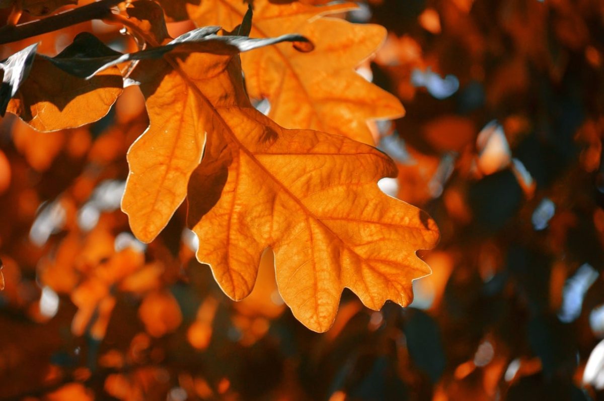 autumn, oak leaves, orange, foliage, natural beauty, autumn delight, vibrant colors, nature, autumn foliage, radiant autumn colors, warm tones, seasonal colors, nature motif, outdoor view, impression of nature, nature photography, autumn atmosphere, nature wallpaper, outdoor world