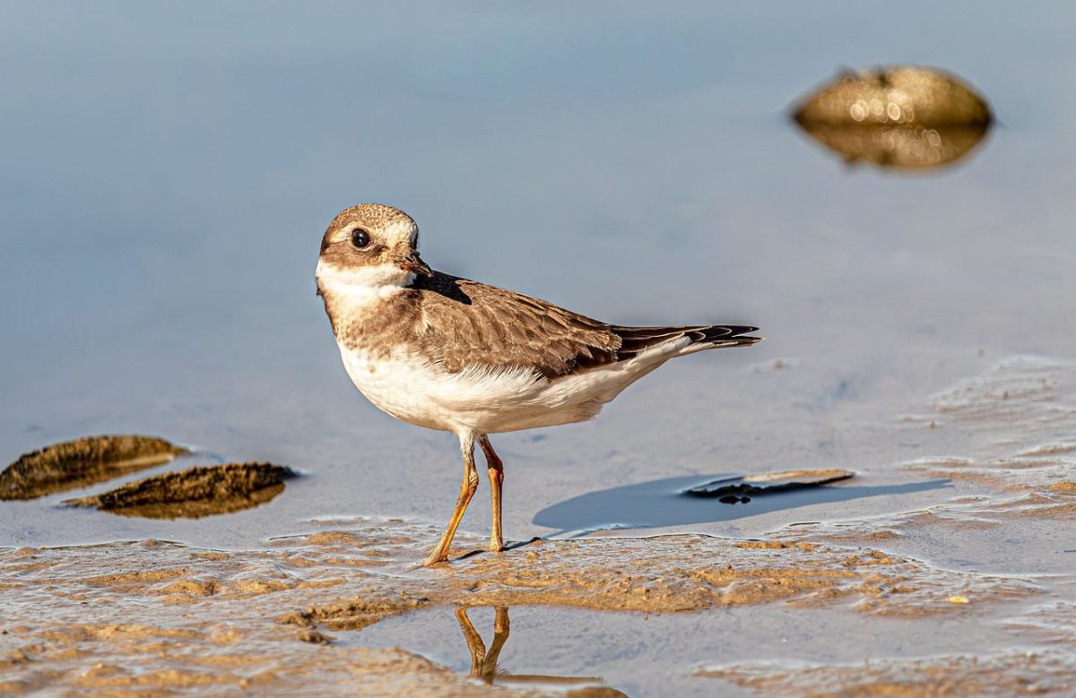 semipalmated plover, shorebird, wader, nature, wildlife, beach, sand, reflection, standing, white, brown, water, grey, outdoor, wings, claw, stand, yellow, pond, beak, summer