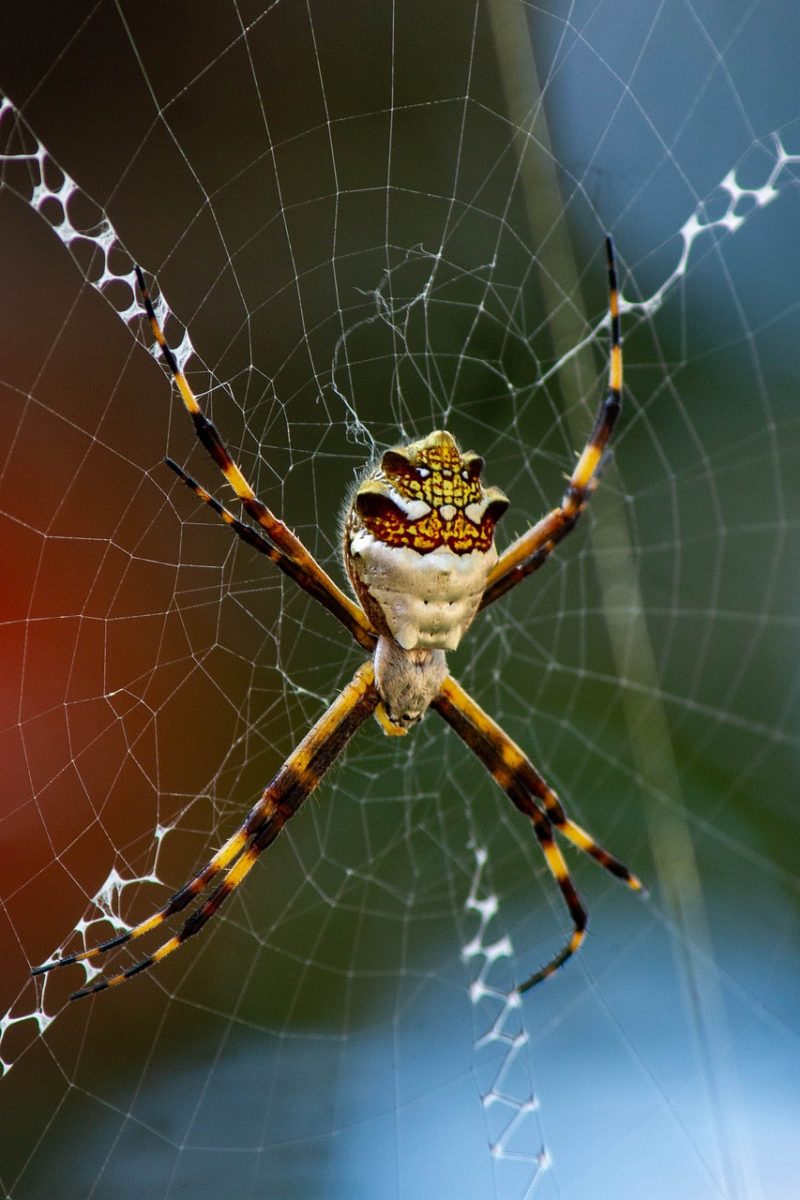 spider, spider web, macro, nature, insect, wildlife, predator, orb weaver, pattern, closeup, animal, texture, outdoors, long-legged spider, black, brown, eight-legged, creepy, arachnid, hunter