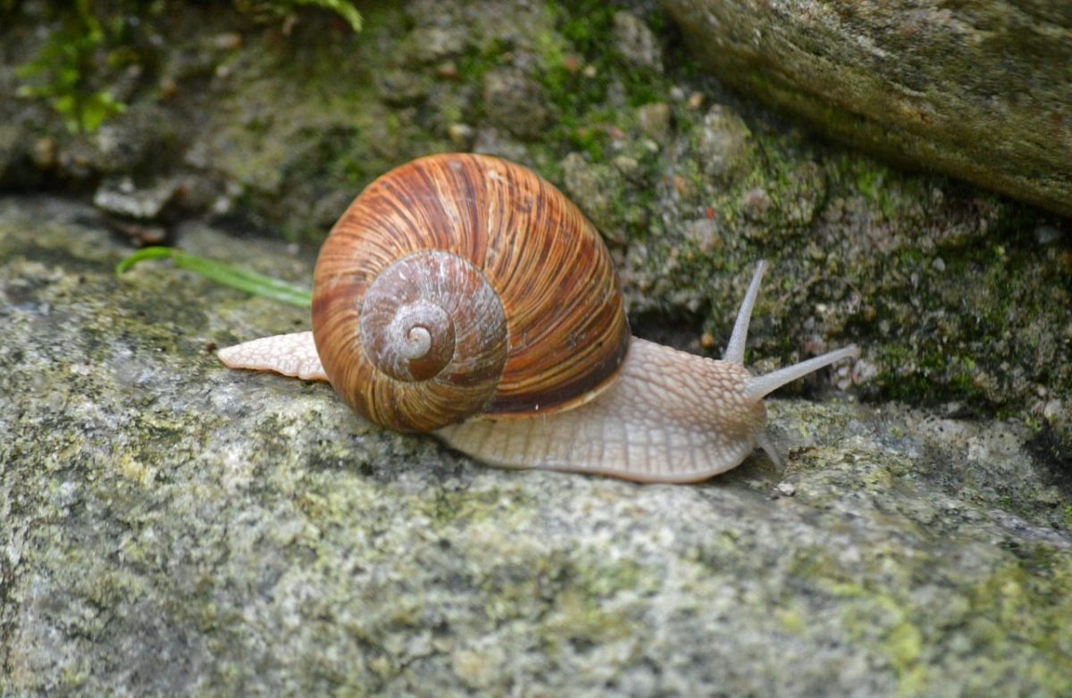 snail, moss, shell, nature, stones, flora, gastropoda, wildlife, animal, roman snail, rock formations, snail shell, biology, invertebrates, sandstone, rough textures, shell color, natural world, outdoor, stone grinding