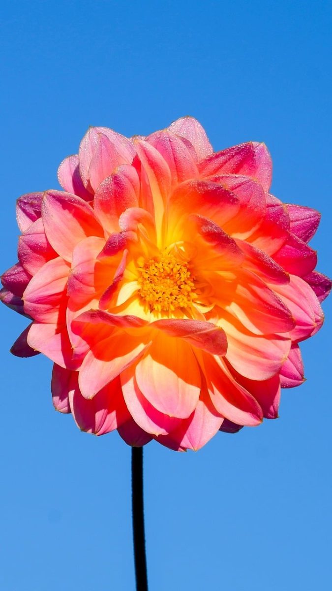 flower, dahlia, nature, petal, flora, garden, beautiful flowers, macro photography, pink, flower background, orange, blue sky, colorful, summer, outdoor, flower wallpaper, bright, natural beauty, flower garden, detail, variety