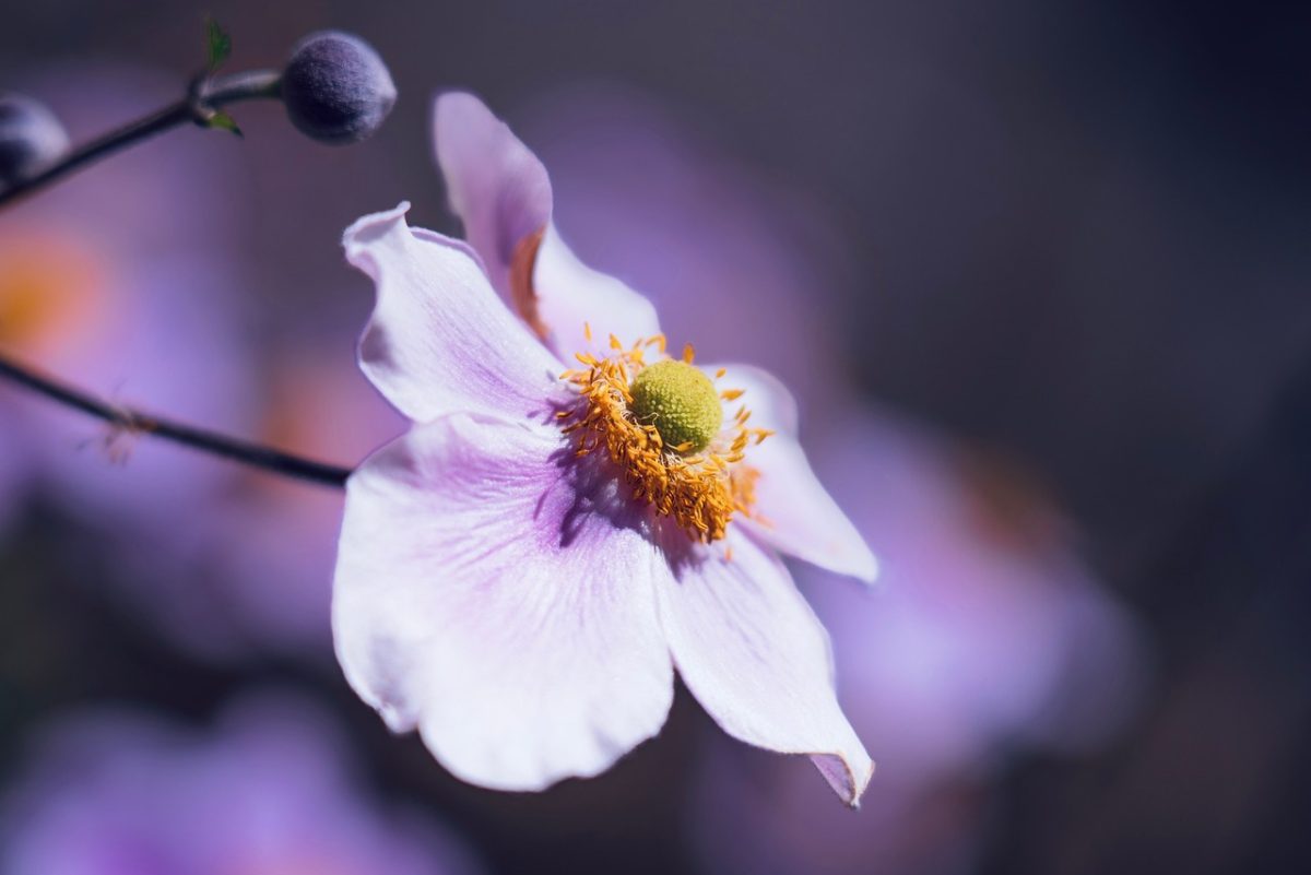 pink, flower, autumn, natural, macro, petal, nature, garden, background, details, japanese anemone, close-up, flowerbed, blooming, delicate, blossom, graceful, center, beauty, color intensity