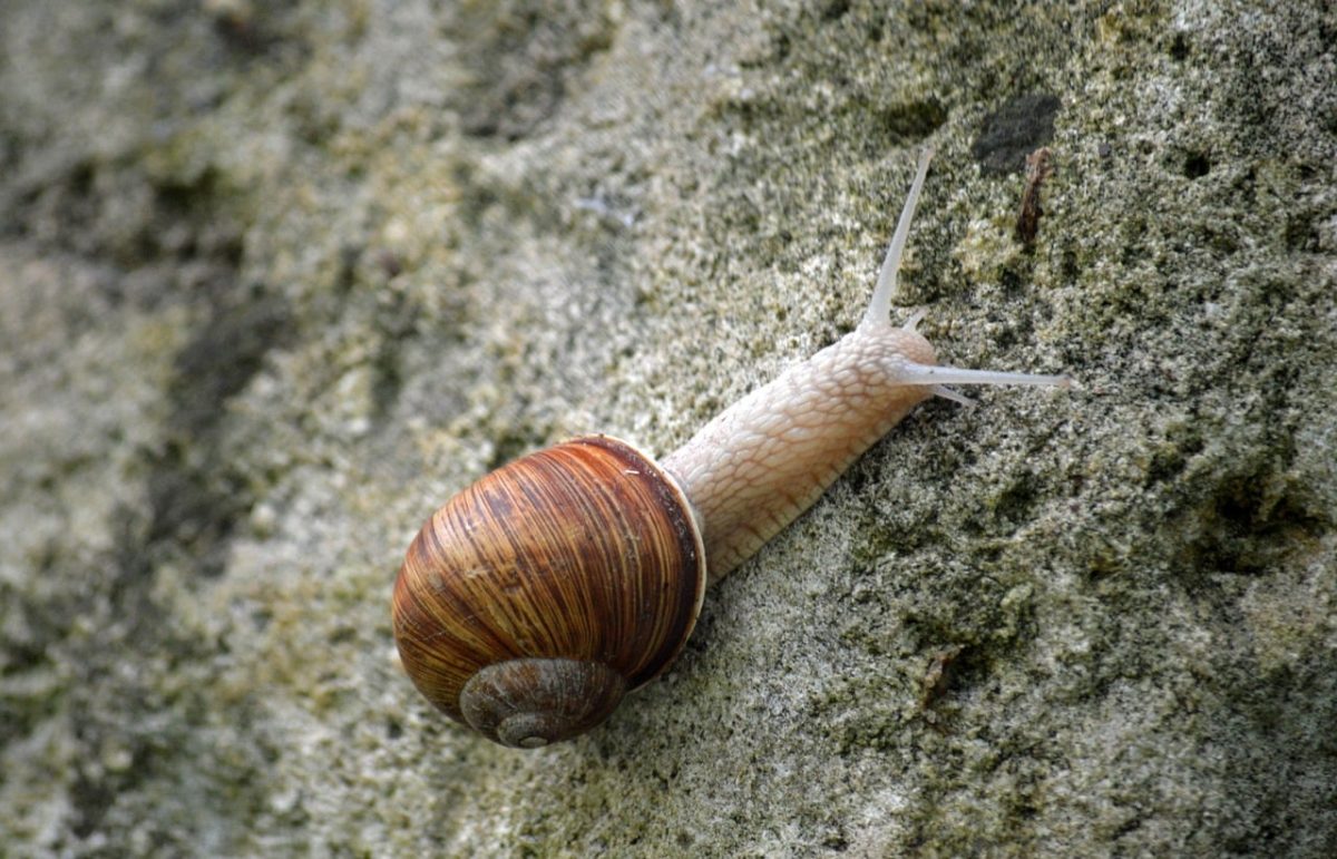 snail, rock, shell, nature, moss, gastropod, animal, mollusk, background, texture, close-up, ecology, spiral, stone surface, slime, ecosystem, wildlife, environment, life cycle, camouflage