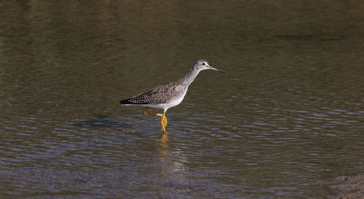 bird, mac wallpaper, wallpaper 4k, heron, water bird, hd wallpaper, nature, desktop backgrounds, beautiful wallpaper, full hd wallpaper, free wallpaper, wallpaper hd, wild bird, shorebird, animal, avian, feathers, windows wallpaper, pond, 4k wallpaper, animal photography, cool backgrounds, 4k wallpaper 1920x1080, laptop wallpaper, wildlife, birdwatching, background, shore, free background, reflection, serenity, outdoor, foraging, calm, photography