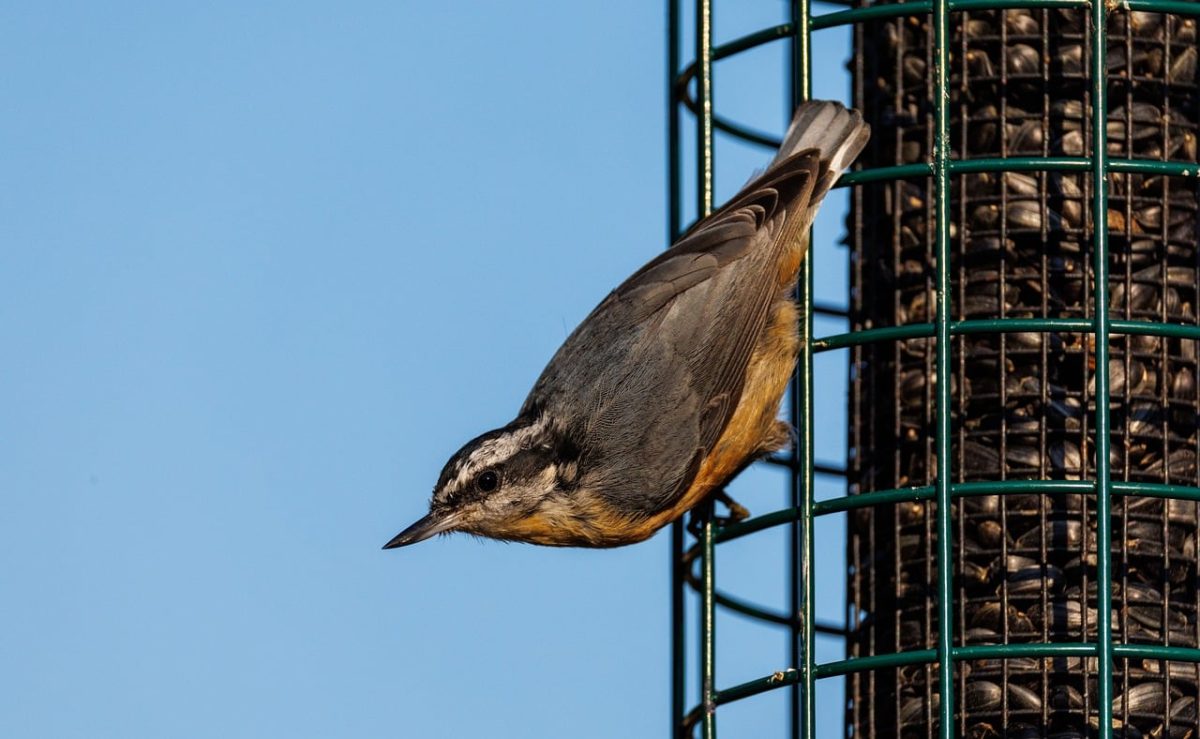 bird, wild bird, feeder, bird at feeder, sunflower seeds, wildlife, photography, nature, birdwatching, gray bird, nature in detail, camera, ornithology, bird behavior, nature at home, detailed view, blue sky, four seasons, observation
