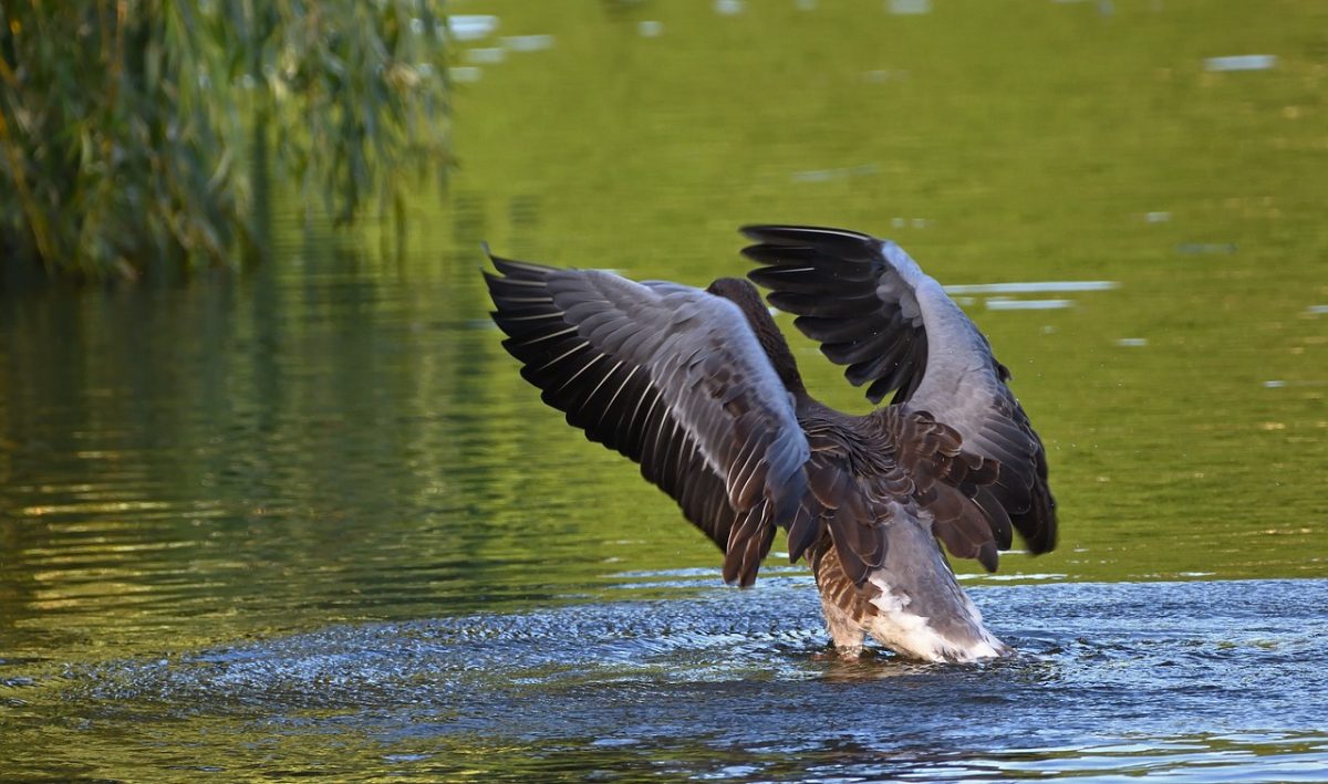 greylag goose, bird, lake, water bird, wings, nature, swimming, water surface, feather, flight, wild animal, reflection, natural environment, wild goose, takeoff, plumage, landscape, water base