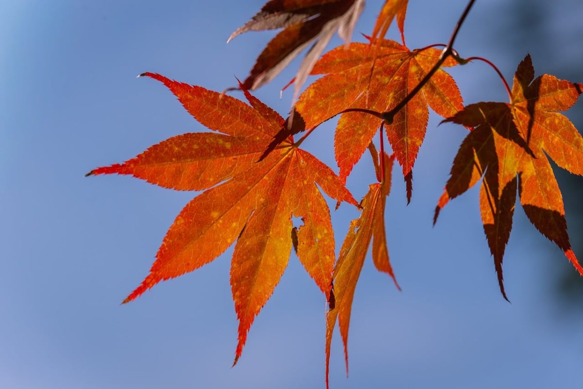 autumn, leaves, red, maple, nature, blue sky, outdoors, falling leaves, clear sky, sunlight, autumn colors, detail, macro photography, close-up, contrast, nature's beauty, season fall, autumn background, natural scenery, beautiful leaves