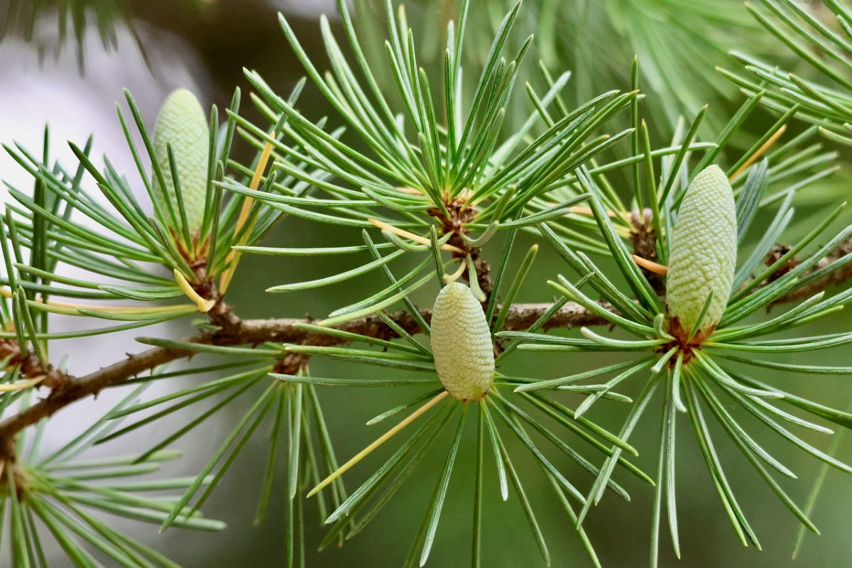cedar, buds, tree, needles, twig, green, forest, nature, flora, botany, soft, detail, macro, cultivation, horticulture, traditional, decorative, ecological, fragrance