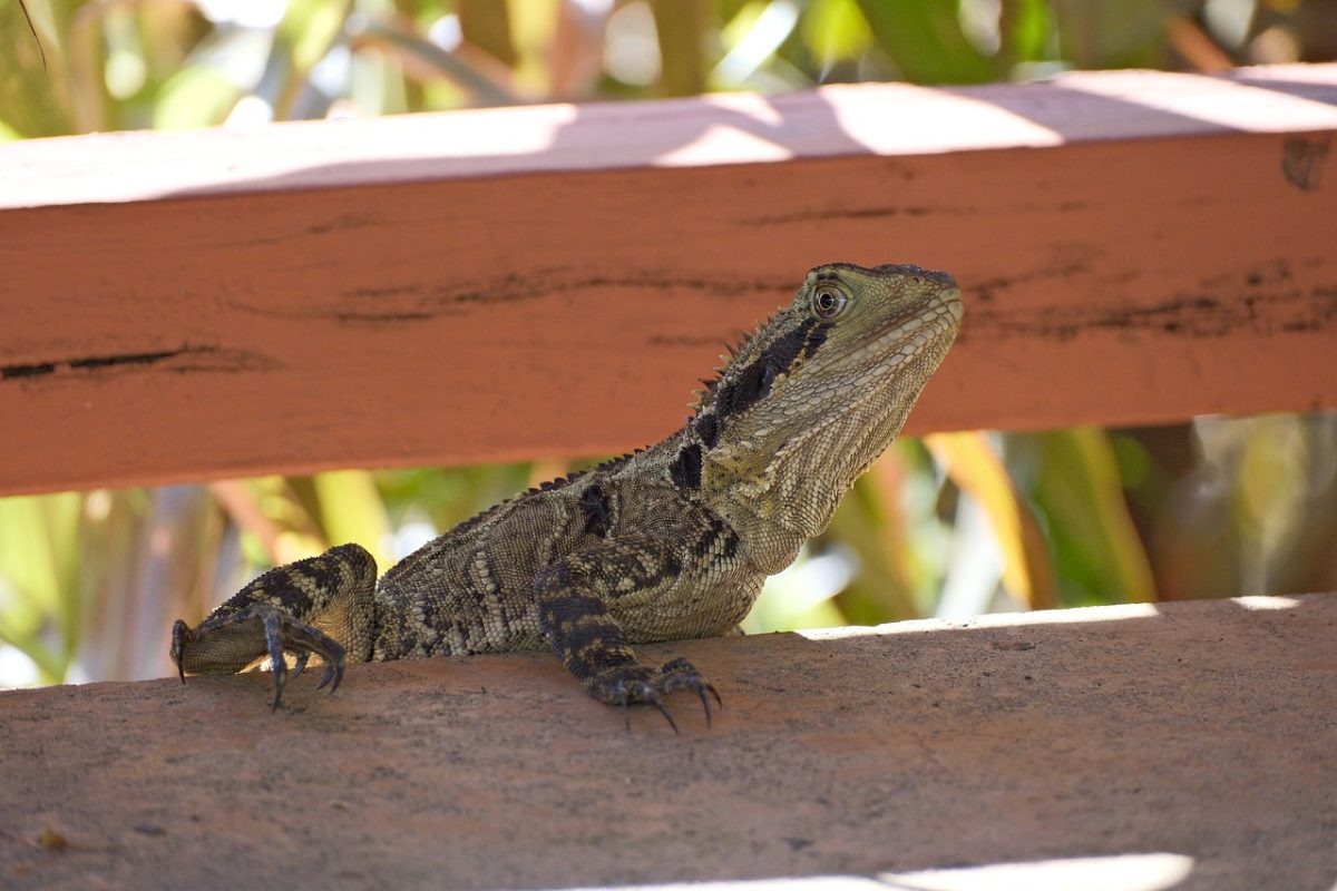 australian water dragon, lizard, nature, wildlife, scales, reptile, wild, animal, biodiversity, insects, desert, environmental awareness, ecology, natural habitat, reptile in the sun, wooden plank, hot, sunny, sun, hibernation