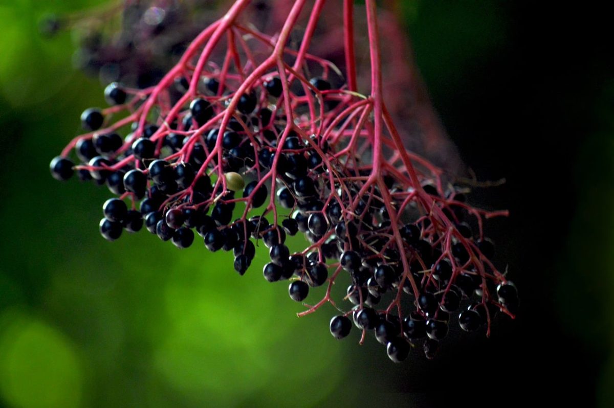 elderberries, ripe, natural, medicinal, healthy food, vitamin c, botany, fruits, berry, sambucus nigra, black, shrub, autumn, gardening, dark green, fresh, fruity, pretty, wild, cluster