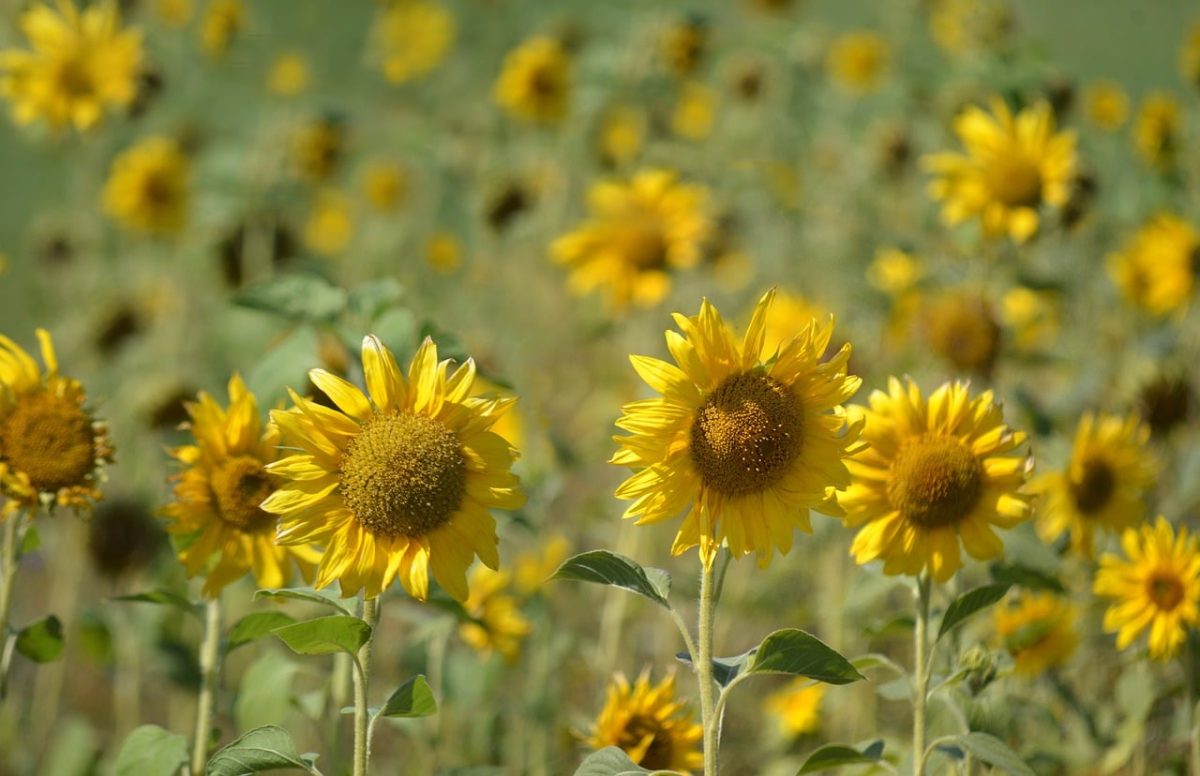 sunflowers, flowers, field, summer, yellow, landscape, nature, natural light, farm, rustic, culture, bright colors, background, asteraceae, cultivation, gardening, solitary, agriculture, countryside, romantic