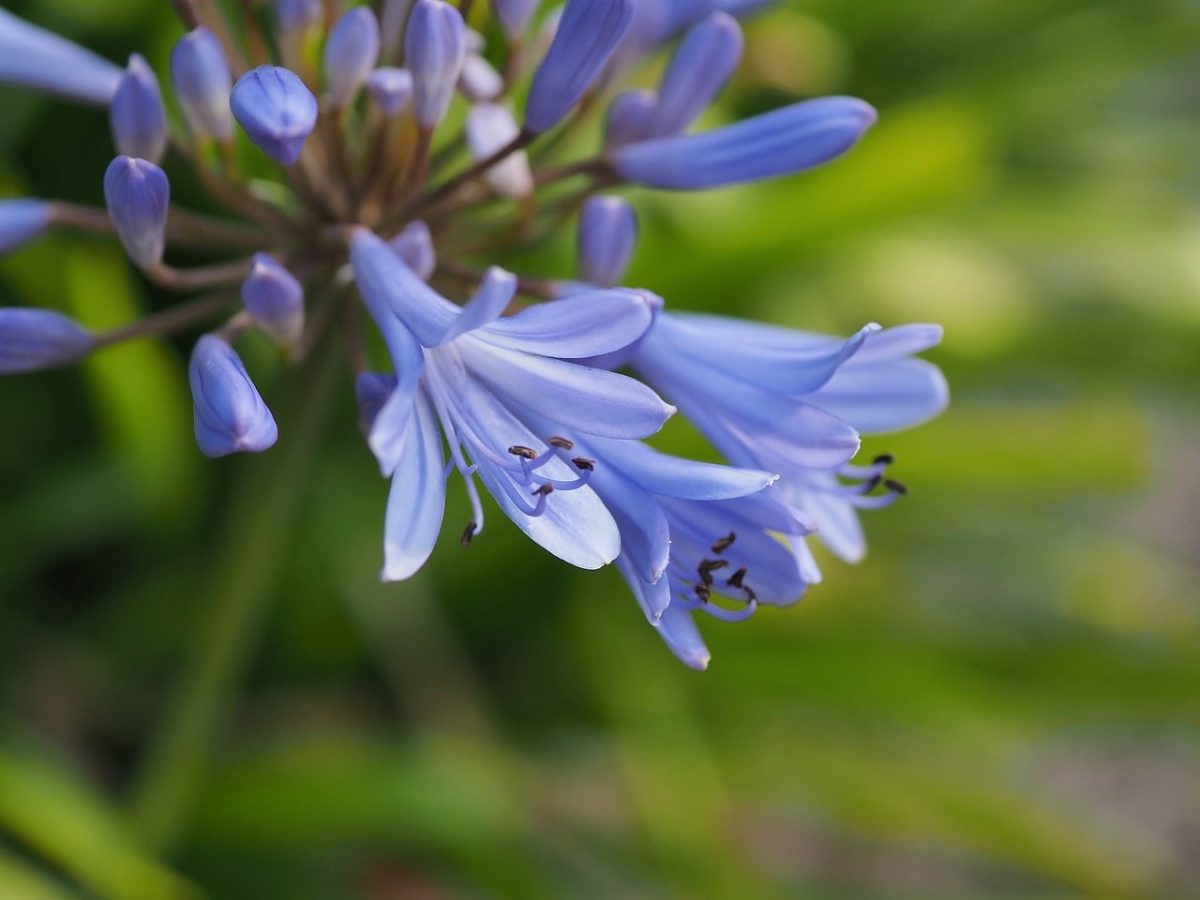 agapanthus, african lily, nature, blossom, blue, garden, close-up, summer, outdoors, flower, petal, sharpness, green background, natural beauty, rainy season, floral, fresh, nature photography