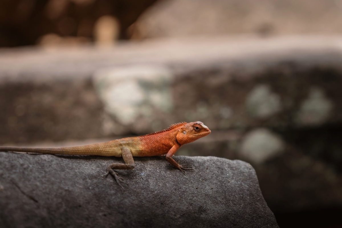 lizard, orange, reptile, stone, portrait, wildlife, closeup, texture, nature, macro, magic, natural colors, calm, pebbly pattern, centrepiece, asian setting, asian temple, cooling photo, magical atmosphere