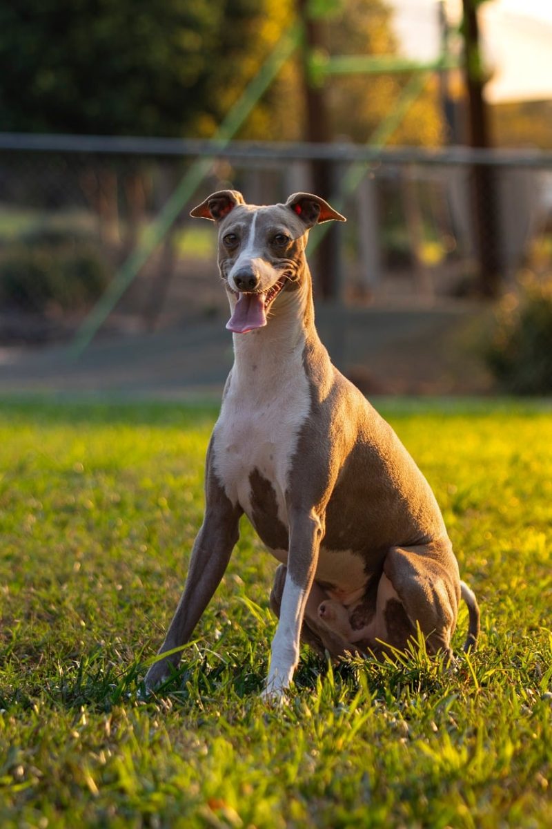 italian greyhound, dog, animal, mammal, puppy, outdoor, sunset, the mutt, high posture, nature, pet, barking