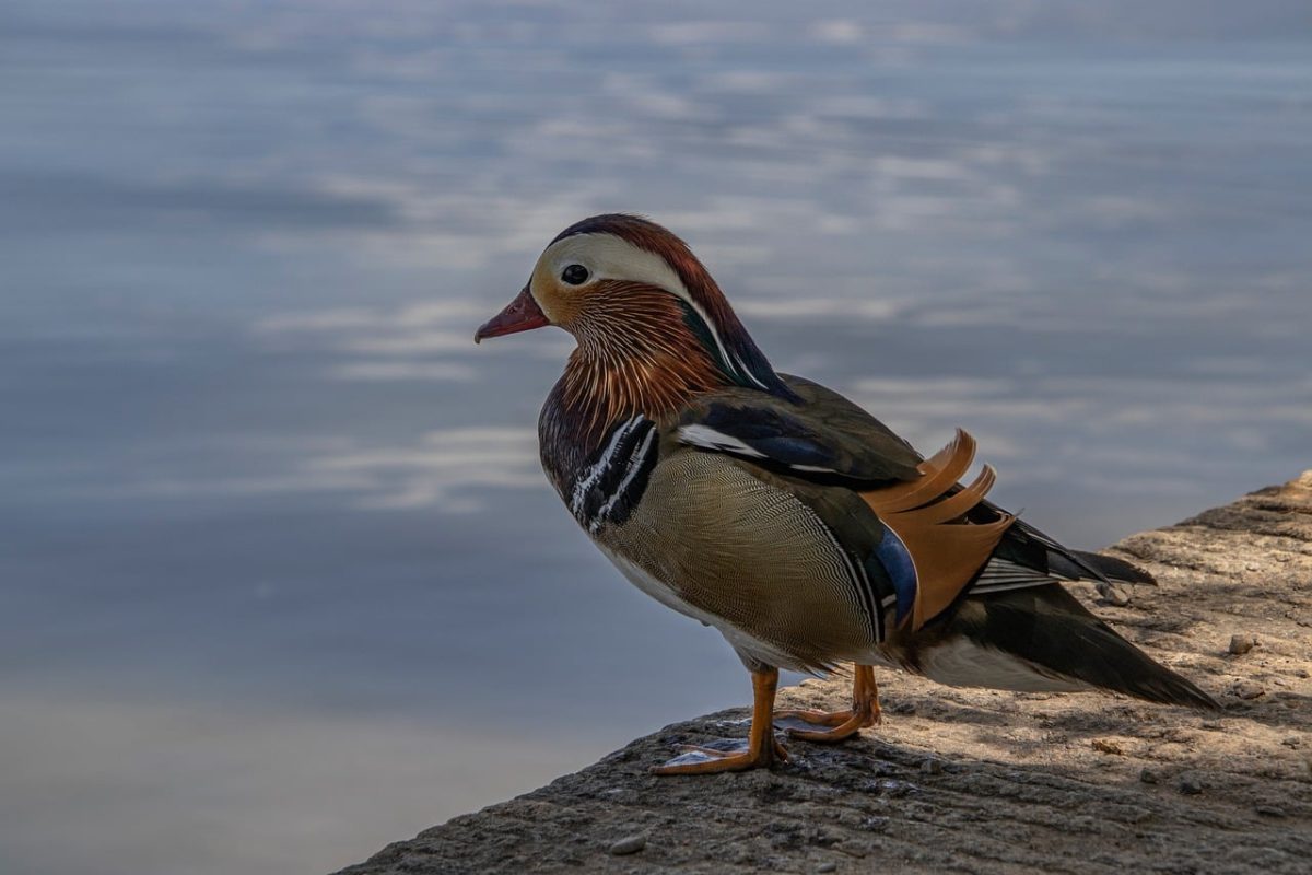 mandarin duck, bird, wildlife, waterfowl, pond, colorful, feathers, tranquility, water animal, beak, park, birdwatching, water-related, vivid colors, beauty, natural environment, solitude, water, plumage, nature