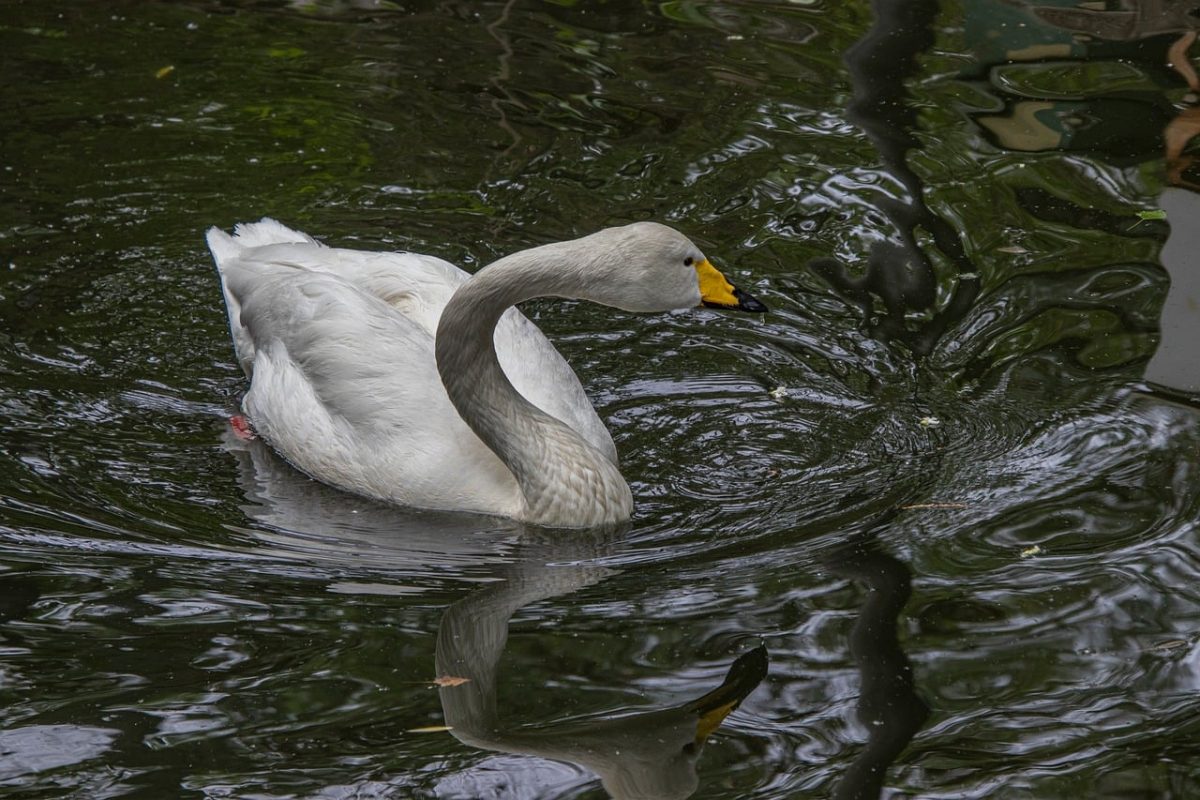 white swan, swan, bird, water, animal, feathers, waterfowl, ornithology, reflection, plumage, beak, fauna, avian, nature, swimming, natural, calm, wild, ecosystem