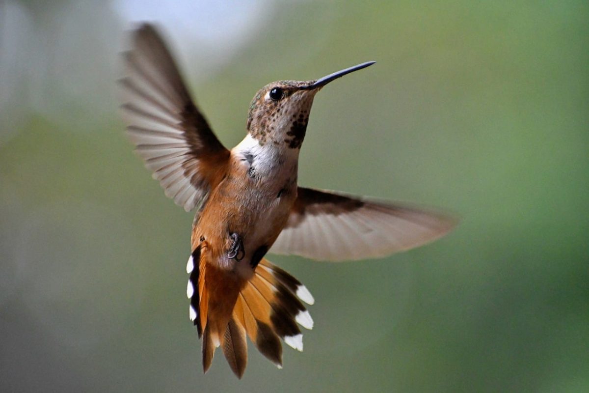 hummingbird, nature, bird, flight, wildlife, feeder, wings, flying, beauty, closeup, natural, colorful, fast, nectar, small, ecosystem, rufous, sun-kissed, feeding