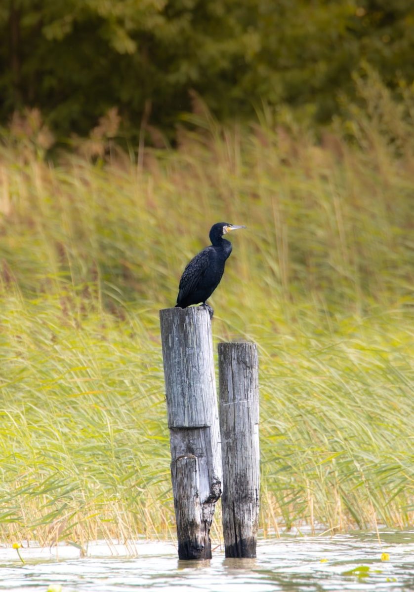 cormorant, bird, ornithology, nature, feathers, lake, trunk, calm, habitat, wilderness, grey, solitary, perched, pond, reflection, observation, peaceful, environment, wild, scenic