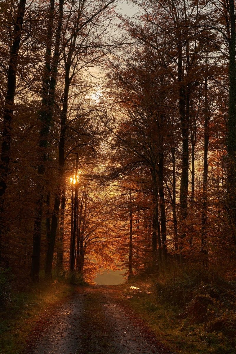 forest, darkness, autumn, pathway, sun, trees, nature, dusk, silhouette, sunset, autumn colors, lighting, serenity, natural light, calm, forest trail, autumn landscape, romantic, seclusion