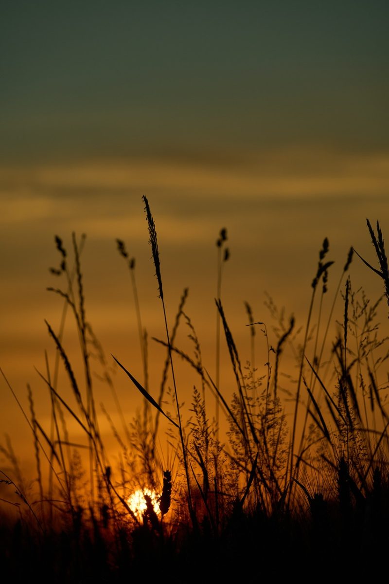 nature, sunset, silhouettes, grass, orange sky, autumn, dazzling, calm, beauty, sun rays, evening, romantic, quiet scenery, shadows, golden hour, natural beauty, west, light, beautiful scenery, sky