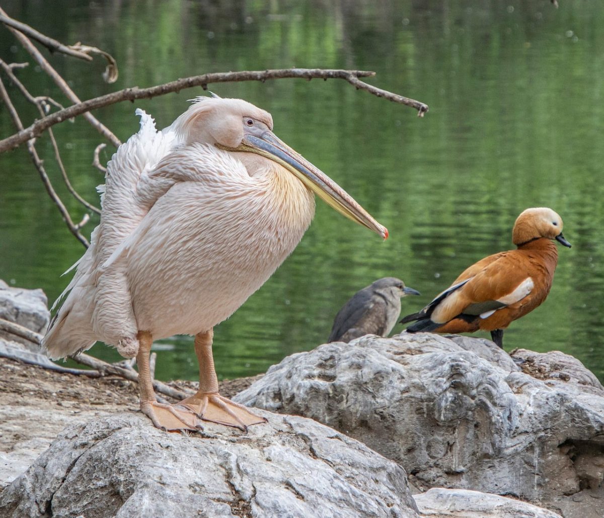 pelican, bird, waterbird, wing, feather, beak, stone, animal, plumage, fauna, ornithology, water, nature, feathered, branch, avian, bill, mahogany, natural history