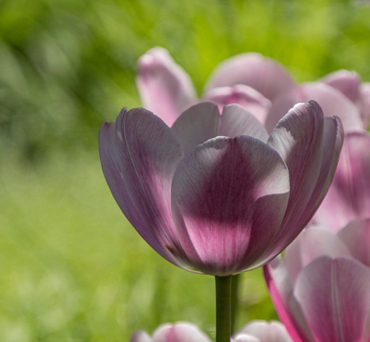 tulip, flower, bloom, petals, garden, plant, spring, pink, nature, light, green, outdoor, botany, beauty, beautiful, detail, contrast, background, macro, bright