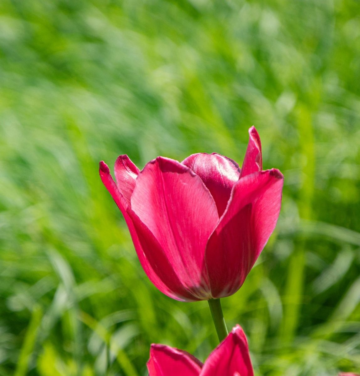 tulip, flower, pink, garden, bloom, nature, petal, outdoor, cultivation, spring, botany, green, single, close-up, symmetrical, beauty, natural, colorful, background